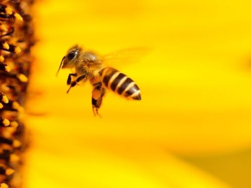 蜂に追われる・追いかけられて逃げる夢は精神の疲れのあらわれ？