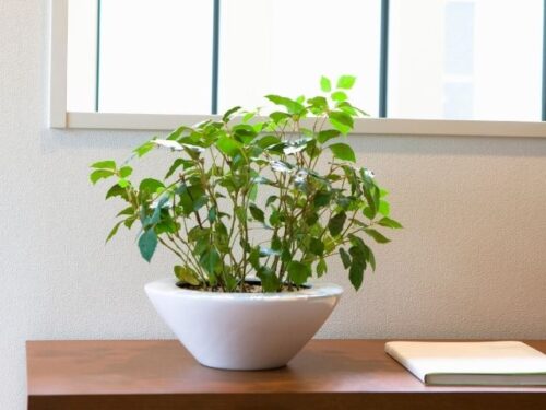 トイレの観葉植物や玄関の風水 リビングに良いのは 方角も Supisupi