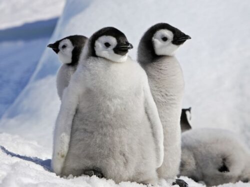 ペンギンが好きな人のスピリチュアルな意味