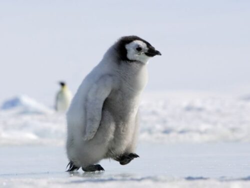 ペンギンは愛の象徴？恋愛スピリチュアル