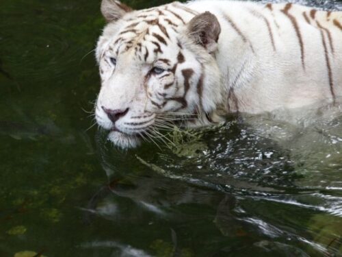 白い虎(ホワイトタイガー)のスピリチュアルな意味と象徴