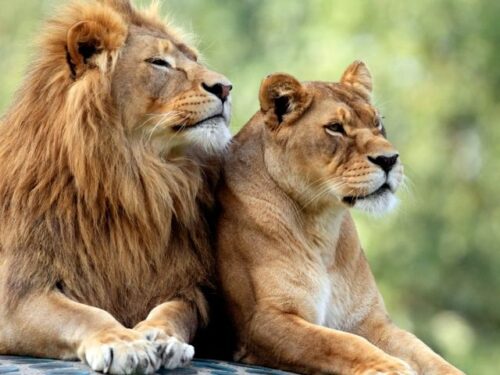 ライオンの恋愛と金運スピリチュアル