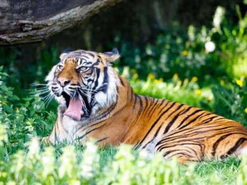 虎(トラ)のスピリチュアルな意味と象徴