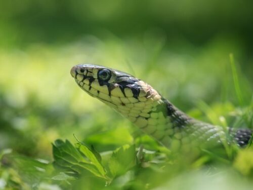 蛇の行動とスピリチュアルな意味