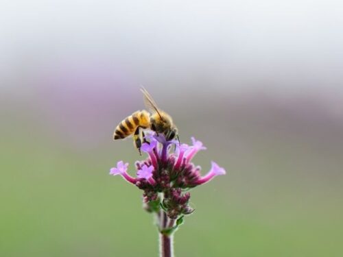 蜂の状況別スピリチュアルな意味とは？