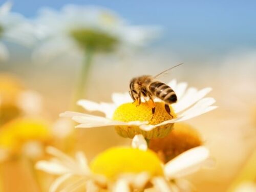 蜂のスピリチュアルな意味